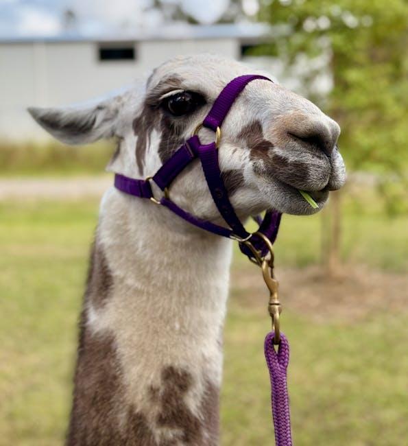 Best Practices for Developers to Maximize the Llama API Experience