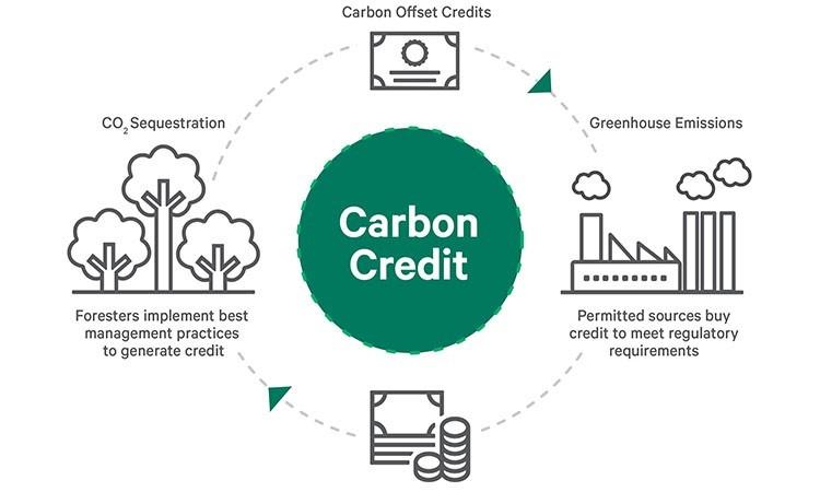 Navigating the Carbon Credit Market for Future Growth