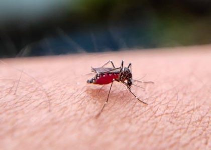 Meta-analysis: Zika-infected pregnant moms 4 times more likely to have babies with microcephaly