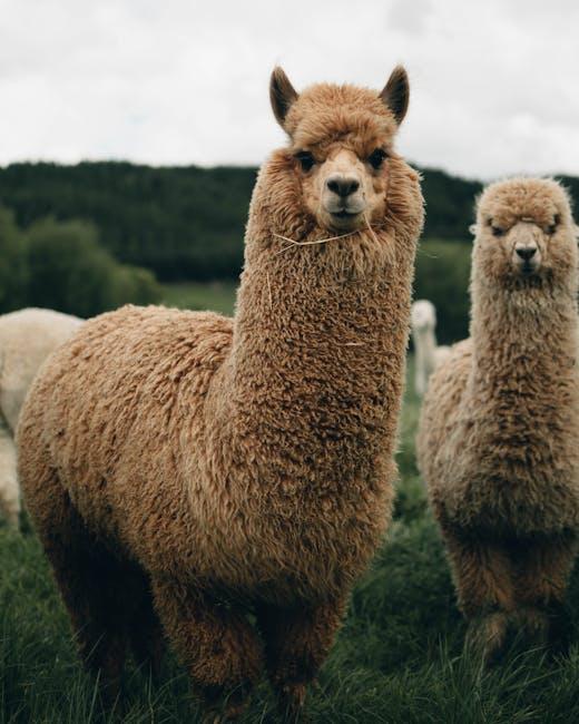 Thinking outside the Box: What llama 4's Wait Could teach Us About AI Development