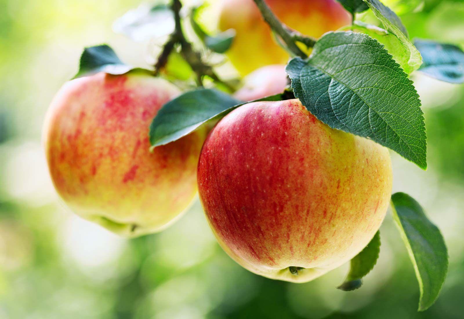 Looking Forward:⁢ Strategic Recommendations for⁣ Apple in ‍the ‍Search Ecosystem